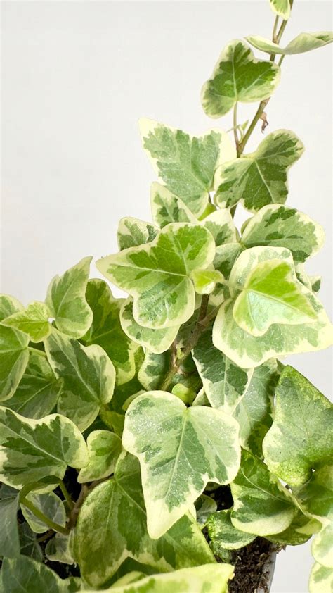 Kvitnúci brečtan s bobuľami