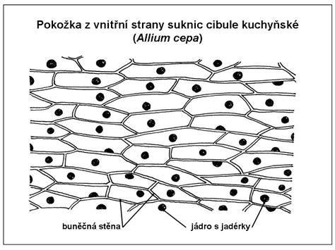 Schéma stavby hyacintu východného s popisom cibule, listov a kvetného stvola