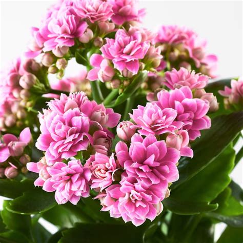 Kvitnúce Kalanchoe v kvetináči