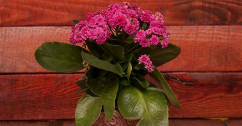 Zalievanie Kalanchoe zospodu