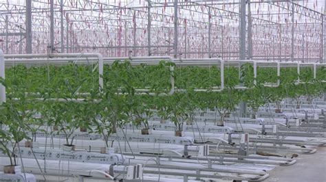 Interiér hydroponického skleníka v Babindole