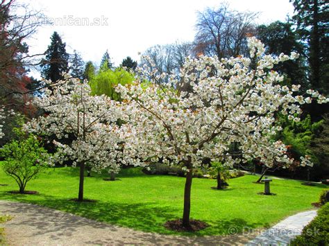 Japonská čerešňa (Sakura) v plnom kvete