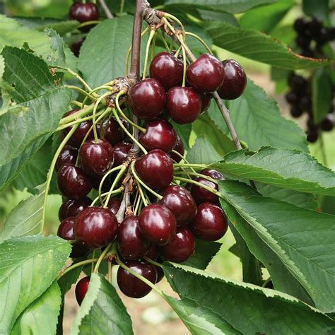 Odroda japonskej čerešne 'Royal Burgundy' s tmavočervenými listami