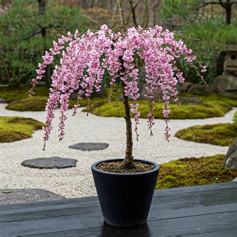 Závesné kvety odrody 'Kiku-shidare-Zakura'