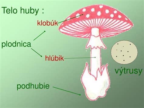 Schéma rastu húb od mycélia po plodnicu