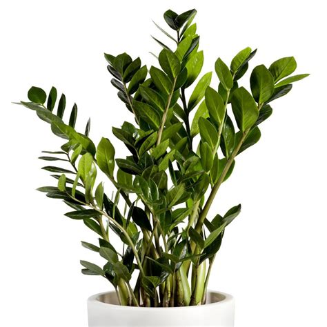 Zamioculcas s hrubými listami