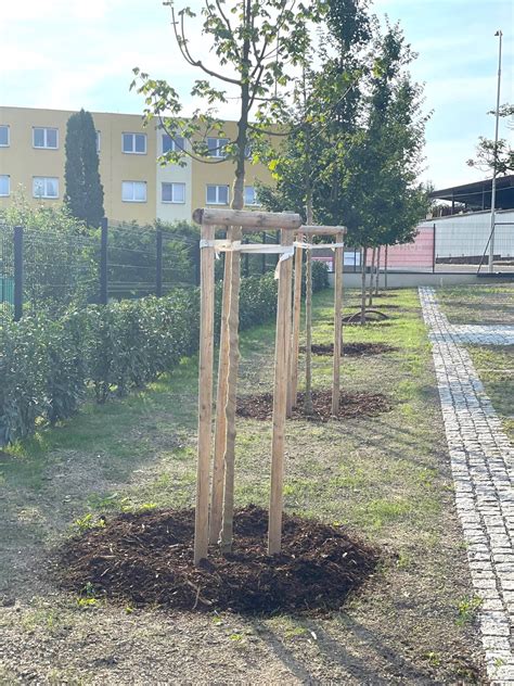 schematické znázornenie správnej výsadby figovníka do jamy