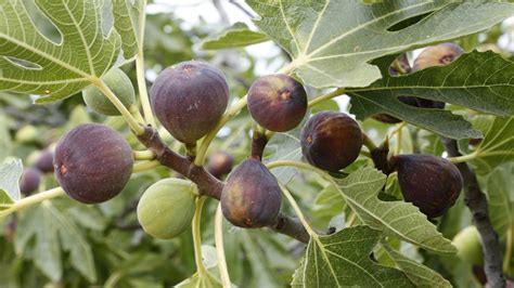 ilustrácia správneho rezu figovníka