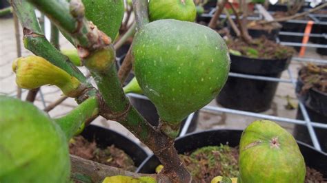 detailné fotografie odrezkov figovníka pripravených na zakorenenie