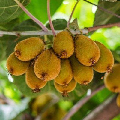 Rozdiel medzi samčím a samičím kvetom kiwi