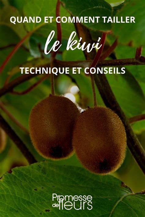 Schéma rezu kiwi