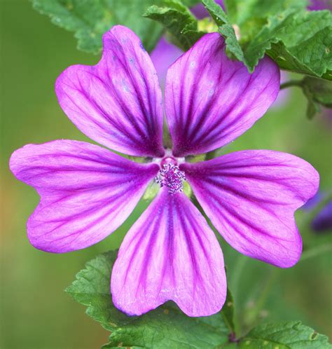 Mapa rozšírenia slezu lesného (Malva sylvestris) vo svete