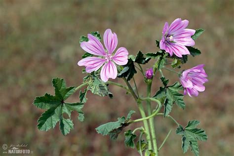 Kvitnúci slez lesný (Malva sylvestris) na lúke