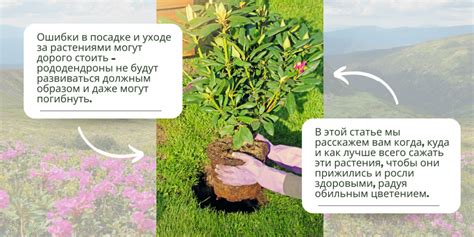 správny postup rezu vetiev rododendronu