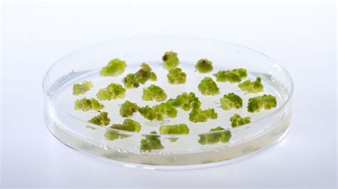 Príprava agarového média v Petriho miske