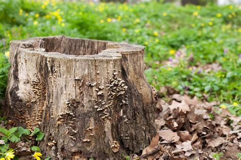 Pestovanie húb v záhrade na dreve