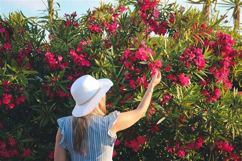 Infografika: Požiadavky oleandra na pestovanie