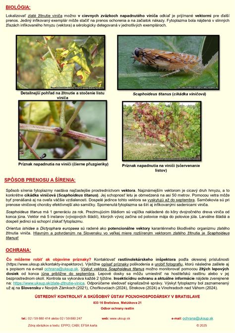 Detail listu oleandra s príznakmi napadnutia škodcami