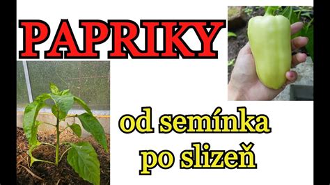 Schéma vývoja papriky od semienka po plod