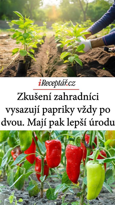 Schéma zaštipovania papriky pre vyššiu úrodu