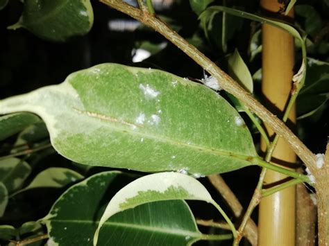 Bežní škodcovia izbových rastlín