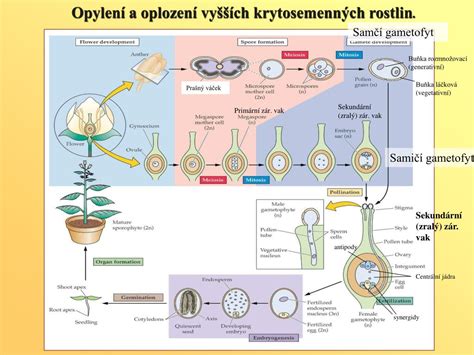 Schéma pohlavného rozmnožovania: splynutie gamét a vznik zygoty