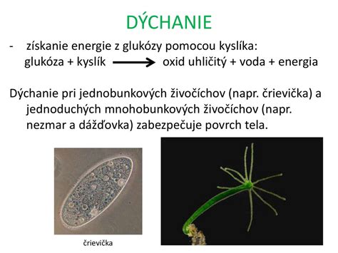 Ilustrácia vonkajšieho a vnútorného oplodnenia u živočíchov