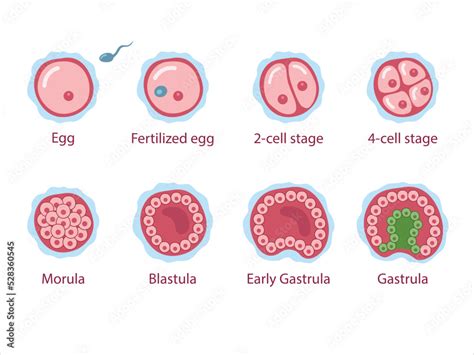 Fázy embryonálneho vývinu: morula, blastula, gastrula