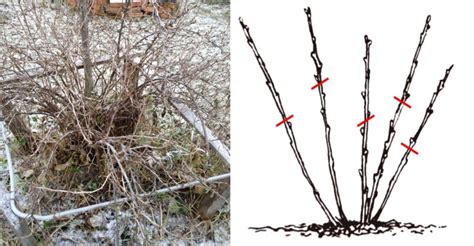 Správny rez ríbezlí