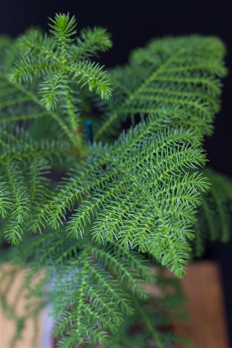 Araucaria heterophylla ako izbová rastlina