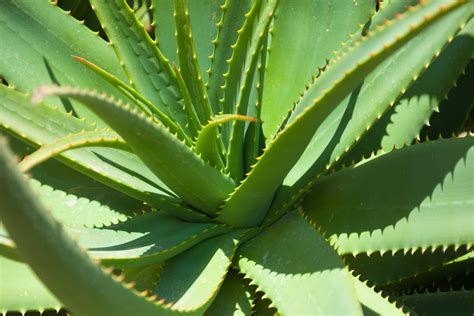 Aloe vera dužina