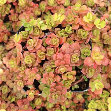 Sedum Makinoi celkový pohľad