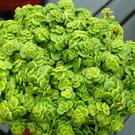Sedum Makinoi 'Lime'