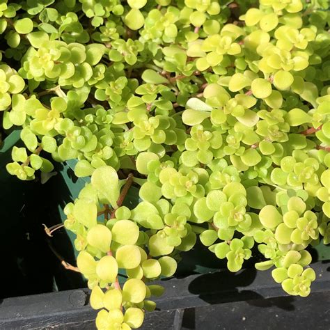 Sedum Makinoi 'Ogon' detail listov