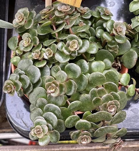 Sedum Makinoi ako pôdopokryvná rastlina