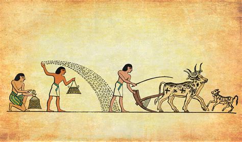 Historická ilustrácia vlčieho maku v starovekom Egypte