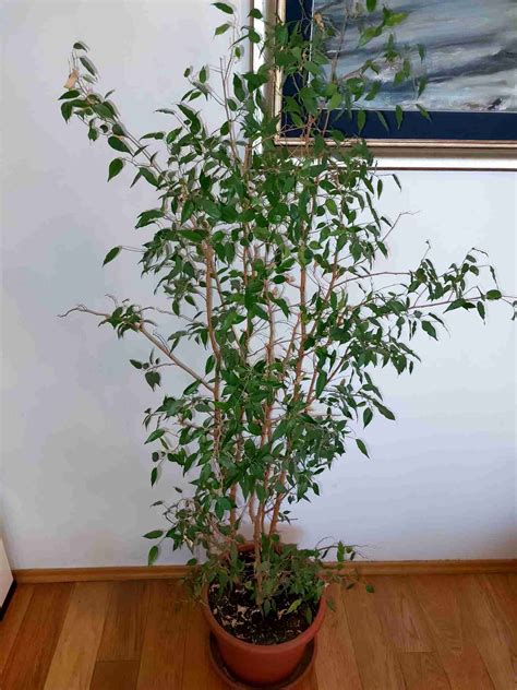 interiérové umiestnenie veľkého fikusu kaučukového