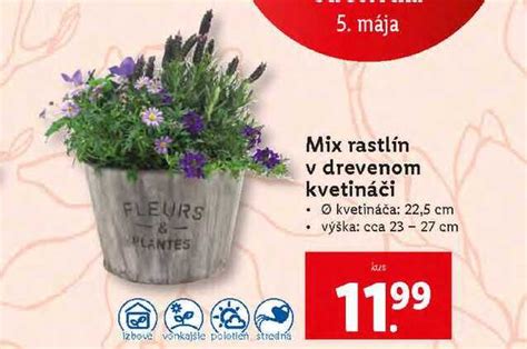 Príklad kompozície rastlín v kvetináči