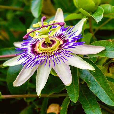 Kvet mučenky modrej (Passiflora caerulea)