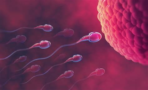 Oogamia: splynutie vajíčka a spermie