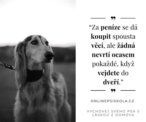 šťastný pes po zotavení