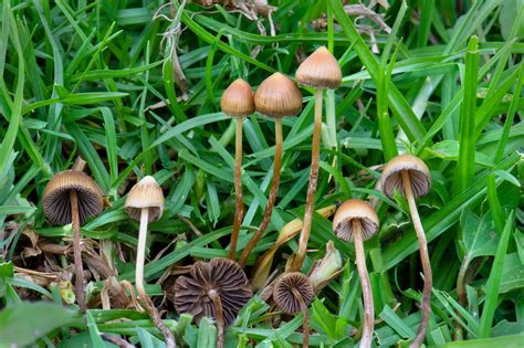 Infografika: Porovnanie obsahu psilocybínu a psilocínu v Psilocybe mexicana
