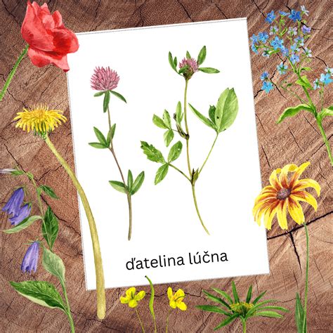 Ilustrácia púpavy lekárskej s popisom častí rastliny