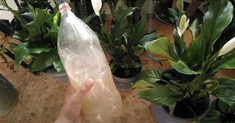 Zabalenie kvetináča s broméliou a jablkami do fólie na podporu kvitnutia