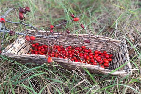 Zber a sušenie repíka