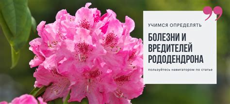 schéma správnej výsadby rododendronu s drenážou