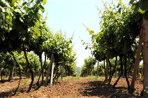 Príprava pôdy pred výsadbou viniča s organickými a minerálnymi hnojivami