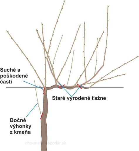 Príprava sadeníc viniča: strihanie koreňov a výhonkov