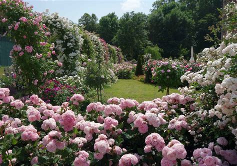 Rozárium v Dolnej Krupej