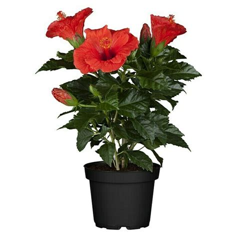 Ibištek na slnečnom mieste